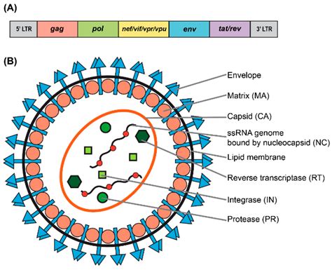 lentiviral vectors.